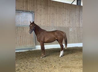 KWPN, Hengst, 2 Jaar, 162 cm, Vos