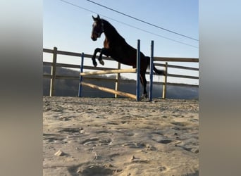 KWPN, Hengst, 2 Jaar, 162 cm, Zwartbruin