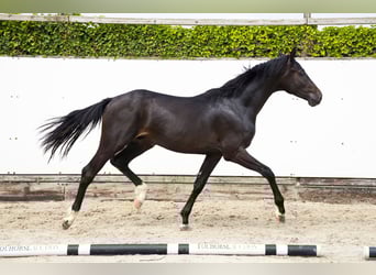 KWPN, Hengst, 2 Jaar, 163 cm, Bruin
