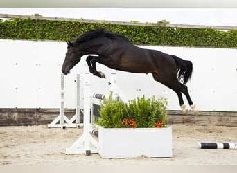 KWPN, Hengst, 2 Jaar, 163 cm, Bruin