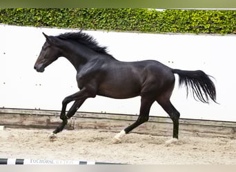 KWPN, Hengst, 2 Jaar, 163 cm, Bruin