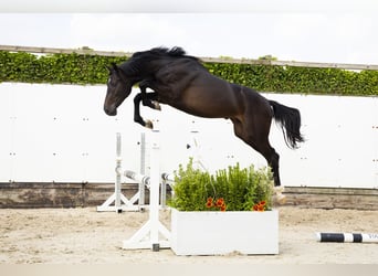 KWPN, Hengst, 2 Jaar, 163 cm, Bruin