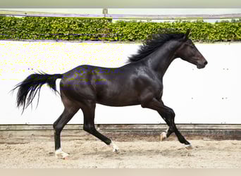 KWPN, Hengst, 2 Jaar, 163 cm, Bruin