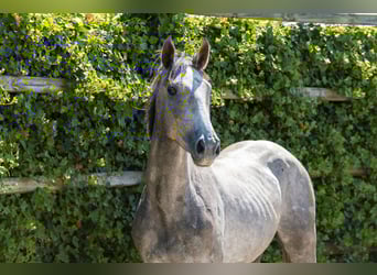 KWPN, Hengst, 2 Jaar, 164 cm, Schimmel