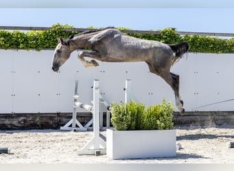 KWPN, Hengst, 2 Jaar, 164 cm, Schimmel