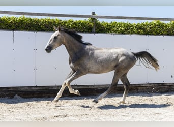 KWPN, Hengst, 2 Jaar, 164 cm, Schimmel