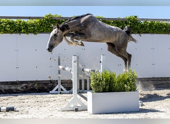 KWPN, Hengst, 2 Jaar, 164 cm, Schimmel