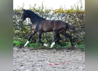 KWPN, Hengst, 2 Jaar, 165 cm, Bruin