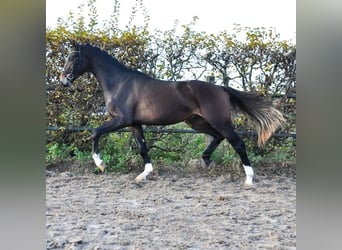 KWPN, Hengst, 2 Jaar, 165 cm, Bruin