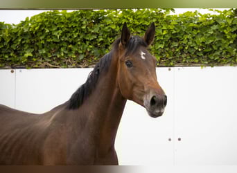 KWPN, Hengst, 2 Jaar, 165 cm, Bruin