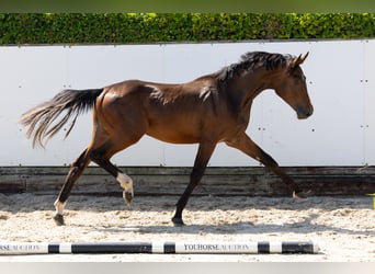 KWPN, Hengst, 2 Jaar, 165 cm, Bruin