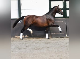 KWPN, Hengst, 2 Jaar, 165 cm, Donkerbruin