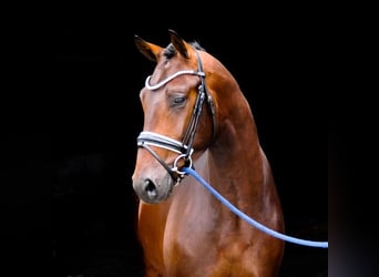 KWPN, Hengst, 2 Jaar, 165 cm, Donkerbruin