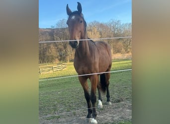 KWPN, Hengst, 2 Jaar, 166 cm, Bruin