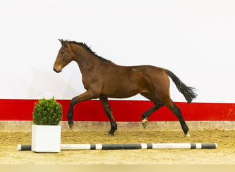 KWPN, Hengst, 2 Jaar, 167 cm, Bruin