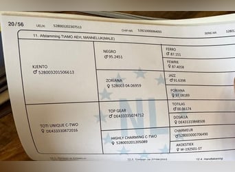 KWPN, Hengst, 2 Jaar, 167 cm, Zwart