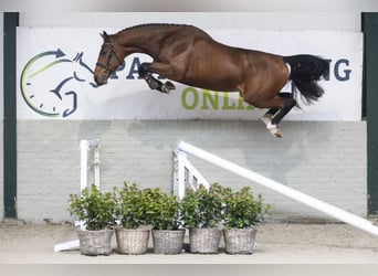 KWPN, Hengst, 2 Jaar, 168 cm, Bruin