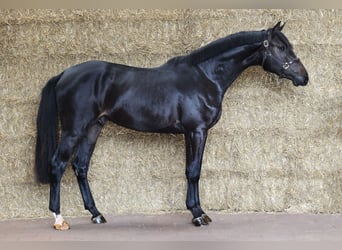 KWPN, Hengst, 2 Jaar, 168 cm, Zwartbruin