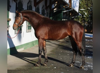 KWPN, Hengst, 2 Jaar, 169 cm, Bruin