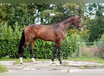 KWPN, Hengst, 2 Jaar, 170 cm, Bruin