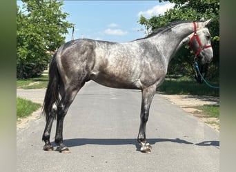 KWPN, Hengst, 2 Jaar, 170 cm, Schimmel