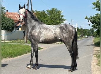 KWPN, Hengst, 2 Jaar, 170 cm, Schimmel