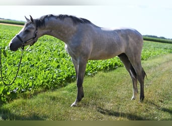 KWPN, Hengst, 2 Jaar, 170 cm, Schimmel