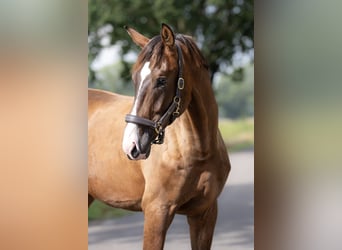 KWPN, Hengst, 2 Jaar, 172 cm, Bruin