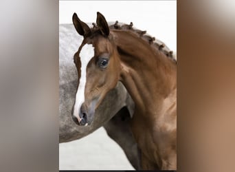 KWPN, Hengst, 2 Jaar, Donkere-vos