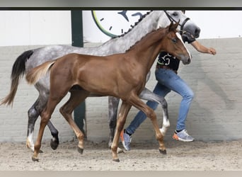 KWPN, Hengst, 2 Jaar, Donkere-vos