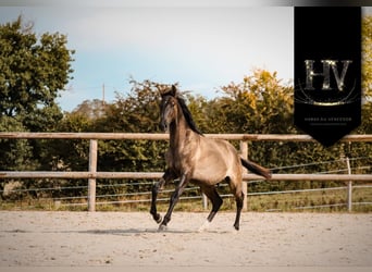 KWPN, Hengst, 2 Jaar, Grullo