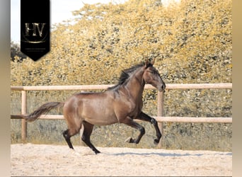 KWPN, Hengst, 2 Jaar, Grullo