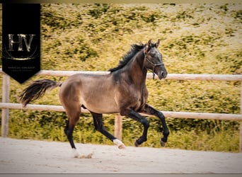 KWPN, Hengst, 2 Jaar, Grullo