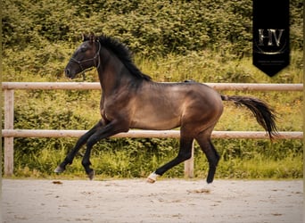 KWPN, Hengst, 2 Jaar, Grullo