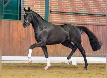 KWPN, Hengst, 2 Jaar, Zwart