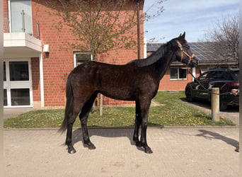 KWPN, Hengst, 2 Jaar, Zwart