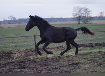 KWPN, Hengst, 2 Jaar, Zwartbruin