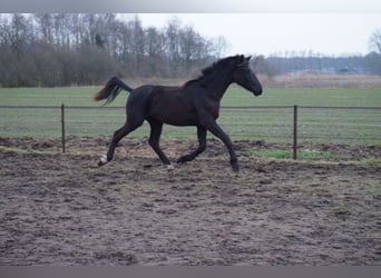 KWPN, Hengst, 2 Jaar, Zwartbruin