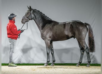 KWPN, Hengst, 2 Jaar, Zwartbruin