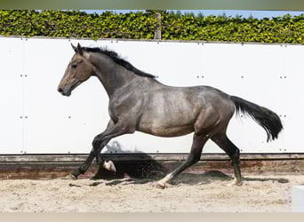 KWPN, Hengst, 2 Jahre, 155 cm, Schimmel