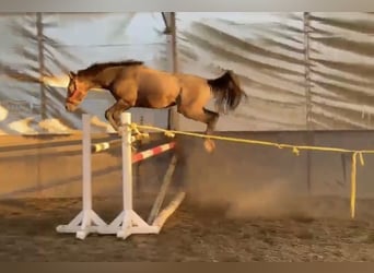 KWPN, Hengst, 2 Jahre, 160 cm, Schimmel