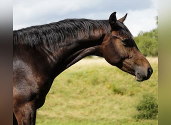 KWPN, Hengst, 2 Jahre, 160 cm, Schwarzbrauner