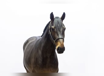 KWPN, Hengst, 2 Jahre, 161 cm, Dunkelbrauner