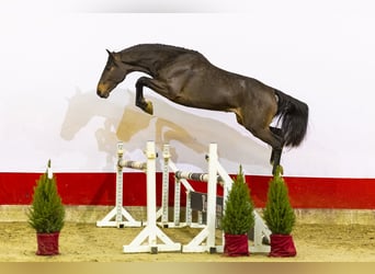 KWPN, Hengst, 2 Jahre, 161 cm, Dunkelbrauner