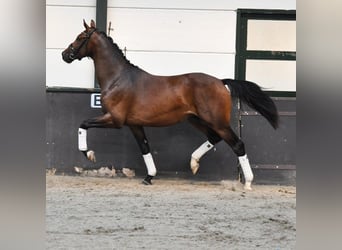 KWPN, Hengst, 2 Jahre, 162 cm, Brauner