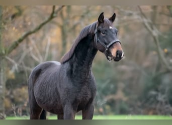 KWPN, Hengst, 2 Jahre, 163 cm, Dunkelbrauner