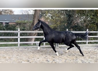 KWPN, Hengst, 2 Jahre, 163 cm, Rappe