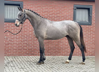 KWPN, Hengst, 2 Jahre, 163 cm, Schimmel