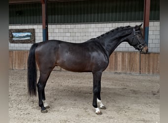KWPN, Hengst, 2 Jahre, 164 cm, Dunkelbrauner