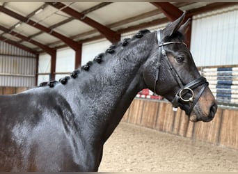 KWPN, Hengst, 2 Jahre, 164 cm, Dunkelbrauner